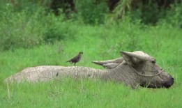 八哥最新爆料,揭秘娱乐圈最新动态与幕后故事